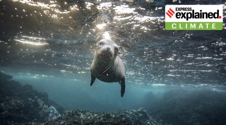 The High Seas Treaty: Key provisions, and the challenges it faces