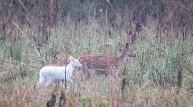 Albino fawn walks along with adult deer
