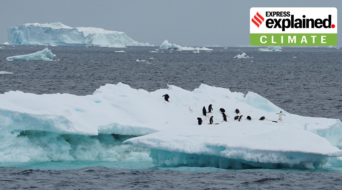 Scientists investigate impact of climate change on penguin colonies in Antarctica