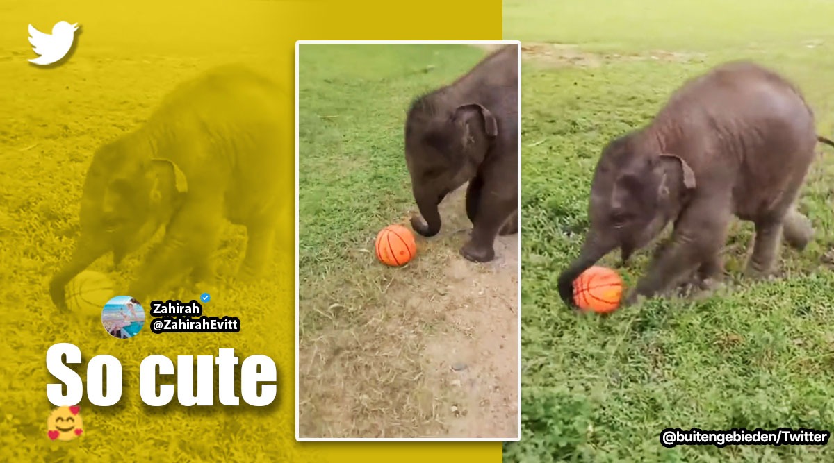 Elephant calf plays with ball