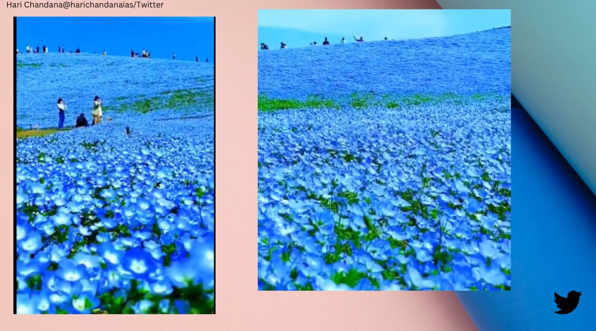 Heaven on Earth': Valley of blue flowers covering hills mesmerises ...