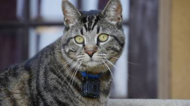 Gonzo, whose cat-perspective videos are a hit online. (Maria Boonstra via The New York Times)