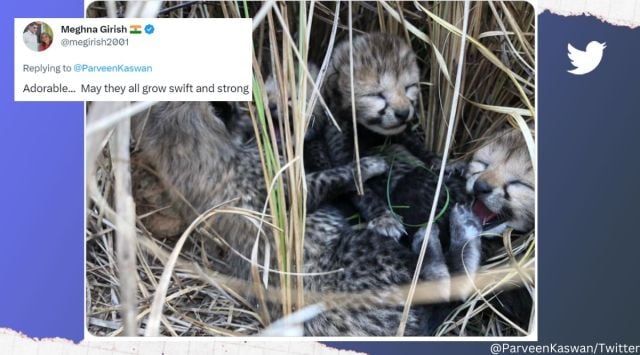 Cheetah cubs born in India after more than 70 years
