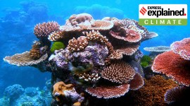 Coral_Reef