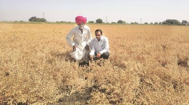 MahaFPC chana procurement