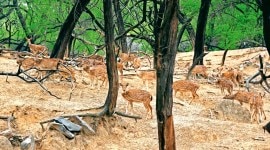 delhi Deer Park, Hauz Khas, Hauz Khas Village, Asola Bhatti Wildlife Sanctuary, Asola Bhatti, Delhi news, New Delhi, Indian Express, current affairs