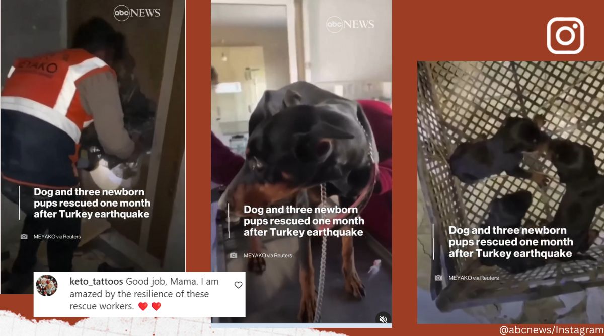 ‘God bless’ Dog and three newborn puppies rescued from Turkey basement