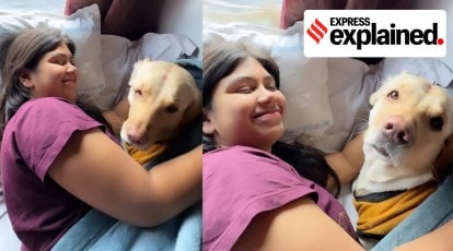 Dog Sex Hindi M Video - How to travel with your pet on Indian trains: Rules, charges explained
