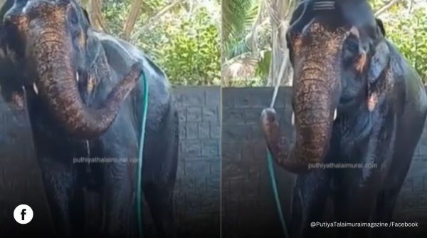 Elephant pours water on its body