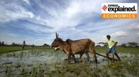 A farmer behind his cows, tilling the field.