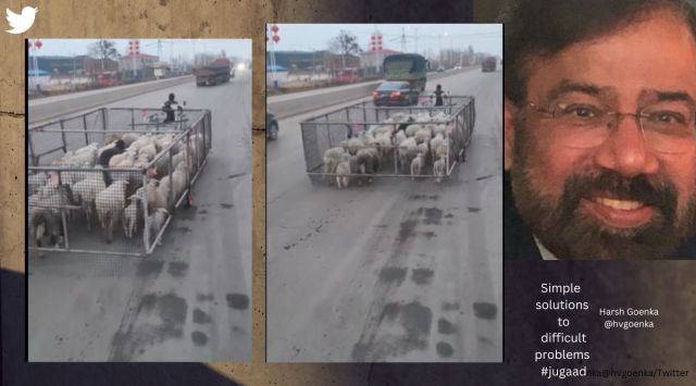 Sheep moving on road in cage