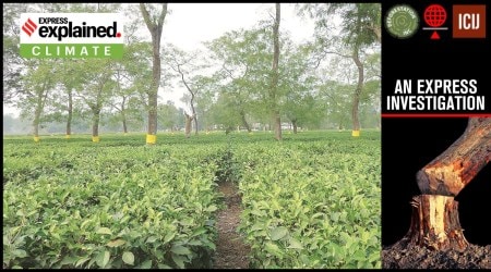 india forest cover data