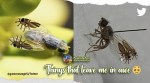 G-tridens fruit flies