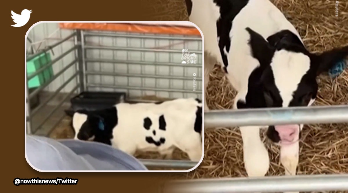 Baby cow with smiley pattern on its body