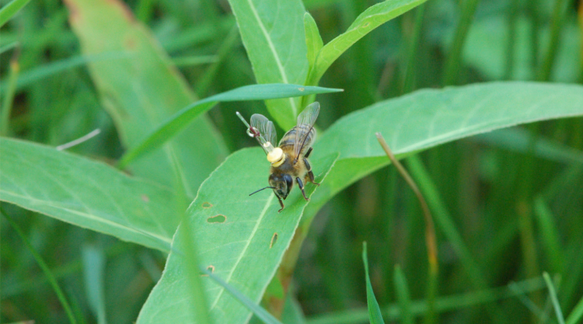 Bees follow roads & water channels to navigate home just like pilots before avionics: Study