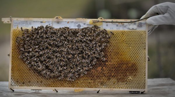 Honeybee robotic system