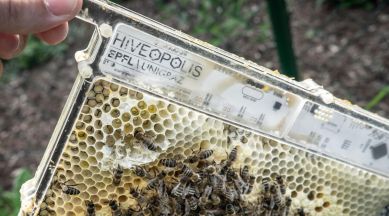 Honeybee robotic system