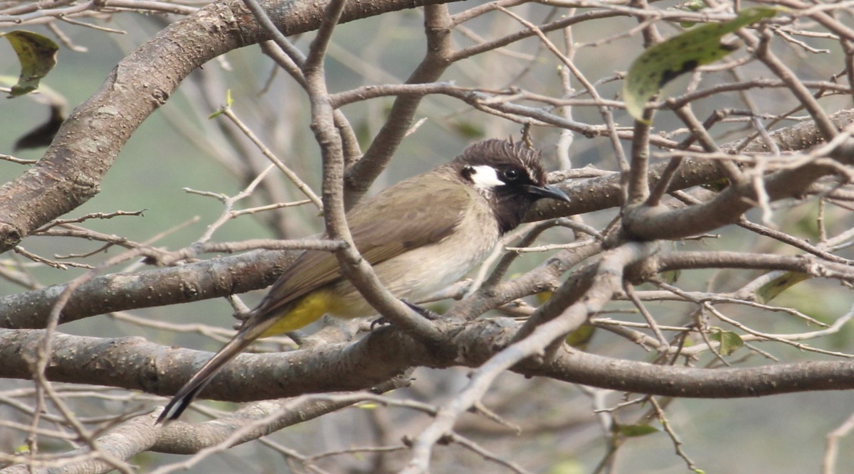 Birdwatch: Yellow vent distinguishes Himalayan bulbuls from others ...