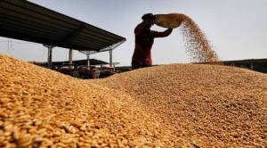 wheat price, wheat prices in open market, wheat prices in Madhya Pradesh, MSP registration extended, MP farmers, Minimum Support Prices, MP govt's online 'e-uparjan' portal, Department of Food, Civil Supplies and Consumer Protection, registration date, MPS News, Madhya Pradesh MSP, Indian Express News