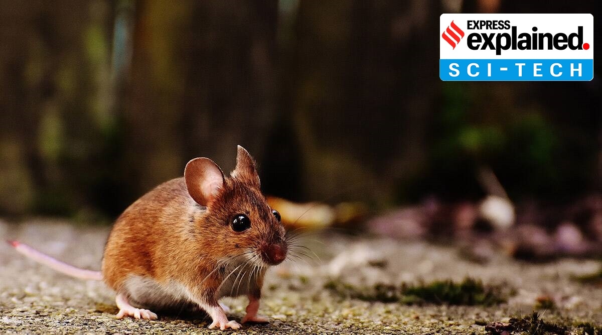 mice with two fathers