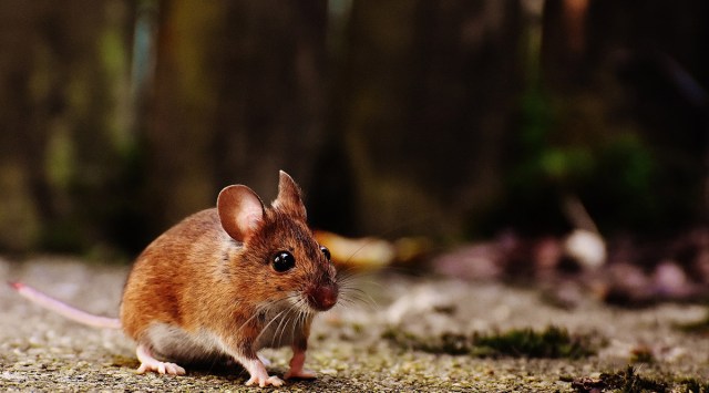 Mouse from male cells