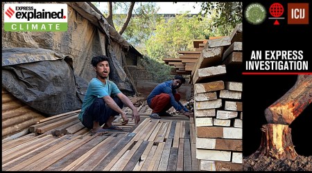 Men sitting with teak from Myanmar’s deciduous and evergreen forests