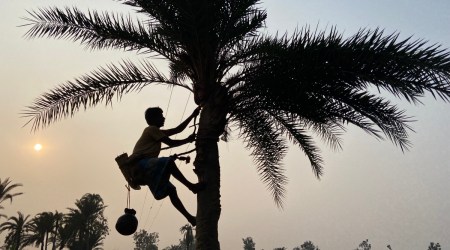 Nolen Gur Bengal palm jaggery