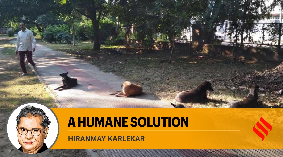 Sterilisation is the best way to address stray dog problem The Indian Express