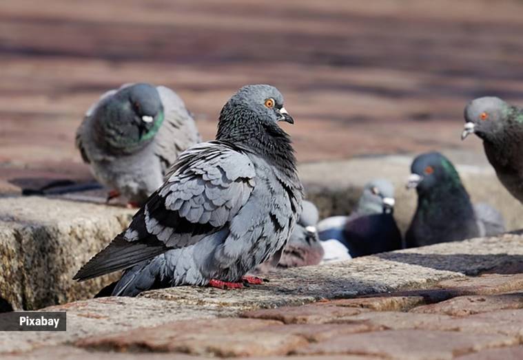 When pandemic restrictions were imposed, the pigeon racing season was suspended and these birds were confined to their lofts.