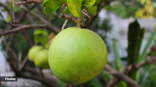 Due to its high antioxidant content, pomelo may exert anti-aging effects.