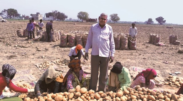 Potato grower Lal Singh Jurel supervising grading and bagging of his freshly-harvested produce at Gukhrauli village in UP's Hathras district. Photo: Harish Damodaran