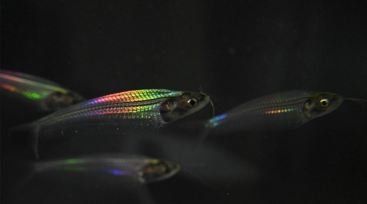 ghost catfish, transparent fish
