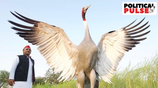 Saras crane