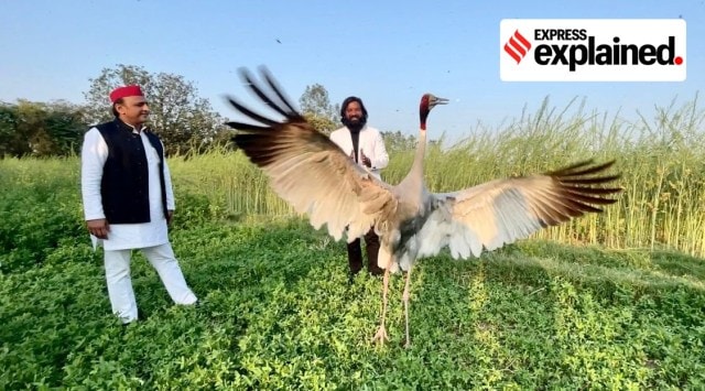Sarus crane about to take a flight in a field as Aarif Mohammad and SP leader AKhilesh Yadav look on.