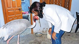 Amethi, Raebareli, Wildlife Protection Act, sarus crane pet, sarus crane, Lucknow news, Uttar Pradesh, Indian Express, current affairs