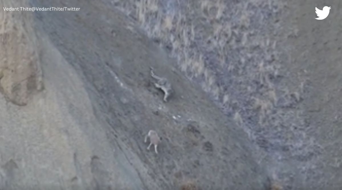 ‘What a brilliant hunter’ Snow leopard hunts urial in Ladakh’s rough