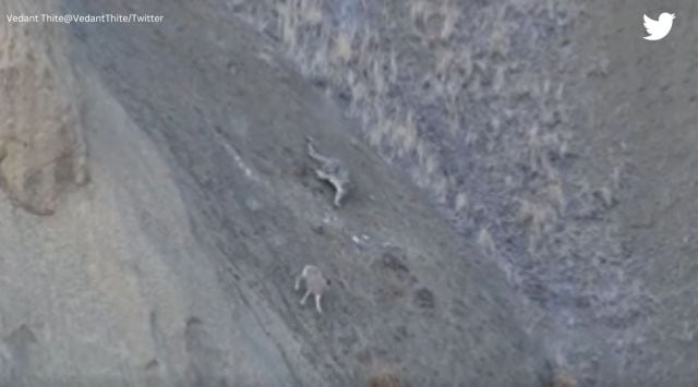 Snow leopard hunting video