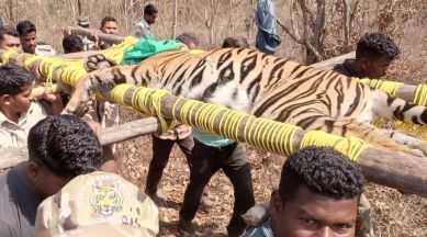 Tiger