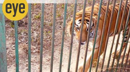 The Disneyfication of a zoo isn't hard to imagine