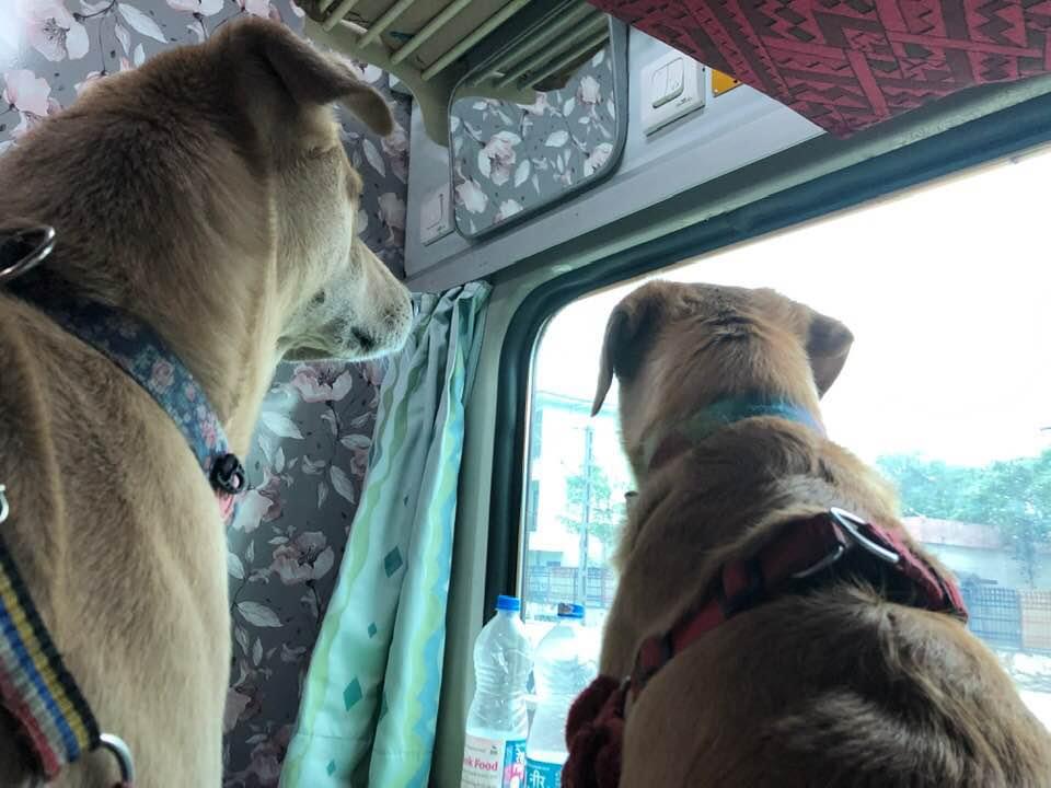 How to travel with your pet on Indian trains Rules, charges explained