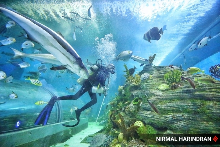 shark, lemon shark, aquatic life, marine life, marine ecology, aquatic gallery, aquarium, ahmedabad, gujarat science city, gujarat, india, indian express