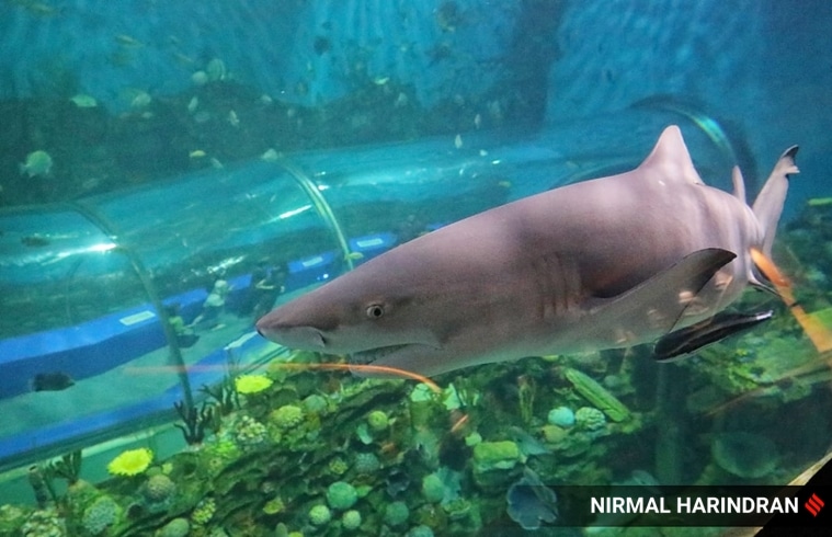 shark, lemon shark, aquatic life, marine life, marine ecology, aquatic gallery, aquarium, ahmedabad, gujarat science city, gujarat, india, indian express