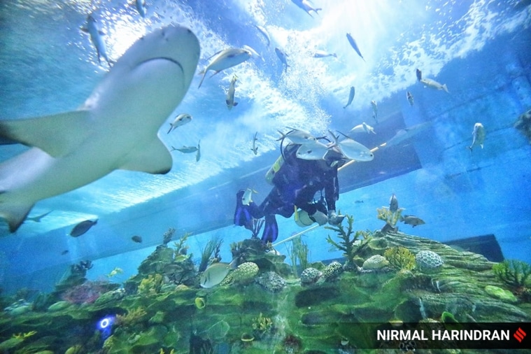shark, lemon shark, aquatic life, marine life, marine ecology, aquatic gallery, aquarium, ahmedabad, gujarat science city, gujarat, india, indian express