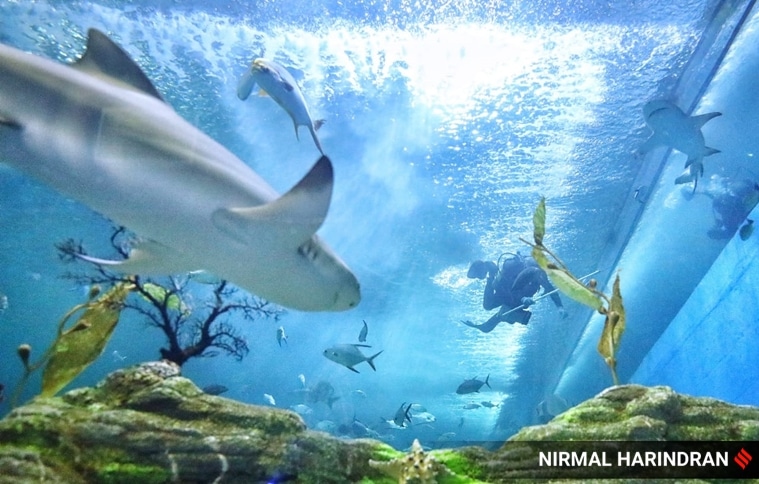 shark, lemon shark, aquatic life, marine life, marine ecology, aquatic gallery, aquarium, ahmedabad, gujarat science city, gujarat, india, indian express