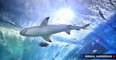 shark, lemon shark, aquatic life, marine life, marine ecology, aquatic gallery, aquarium, ahmedabad, gujarat science city, gujarat, india, indian express