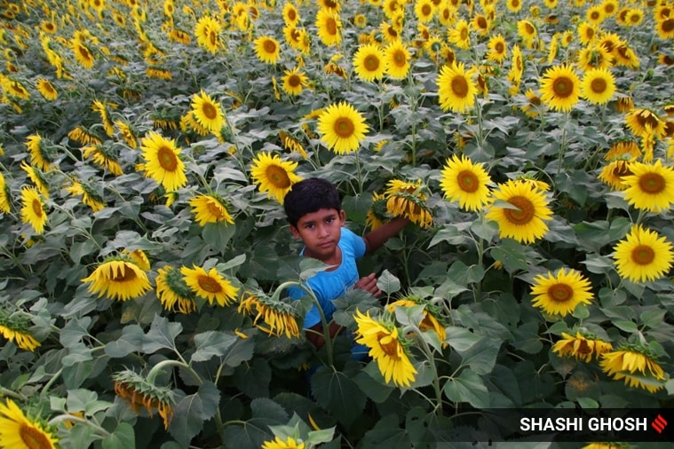 Sunflower cultivation picks up pace in West Bengal fields; see stunning
