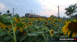 sunflower, sunflower crop, sunflower oil, vegetable oil, oilseeds, edible oil, south 24 parganas, west bengal, india, indian express