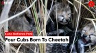 Fours Cubs Born To Cheetah Brought In From Namibia; Union Minister Bhupender Yadav Tweets Video