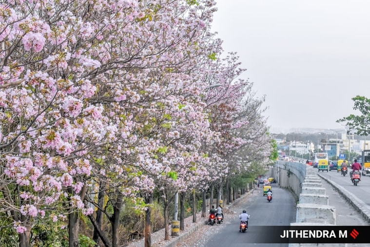 tabebuia rosea, pink trumpets, cherry blossoms, bengaluru, bangalore, kempegowda, mysore, blooming, pink flowers, india, indian express