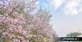 tabebuia rosea, pink trumpets, cherry blossoms, bengaluru, bangalore, kempegowda, mysore, blooming, pink flowers, india, indian express
